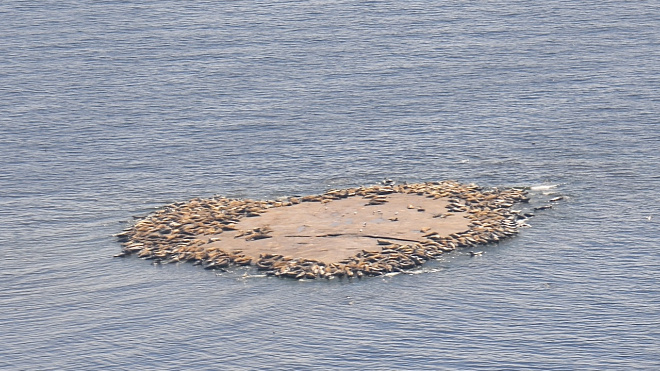 Фото: "Фонд друзей балтийской нерпы"