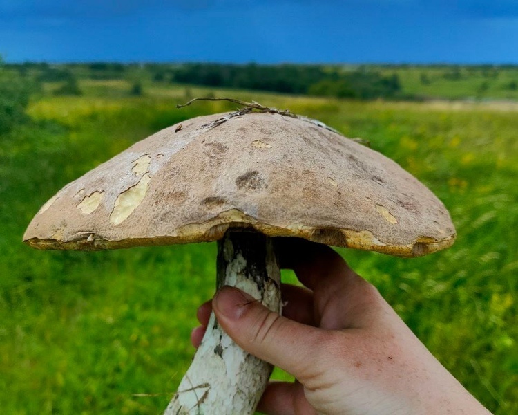     В Курской области от отравления грибами пострадали 15 человек