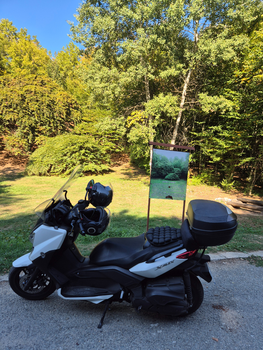 Остановились по дороге в той самой Средна гора около плаката, рассказывающего про 700-летний граб (болг. габър)! Это дерево на заднем плане, смахивающее на сборище больших кустов.