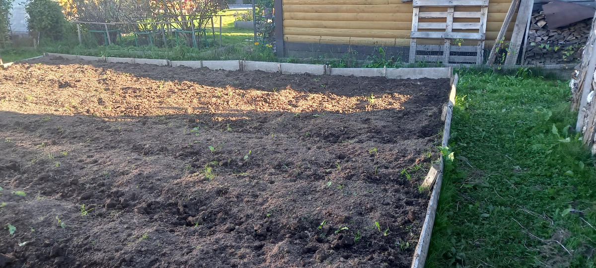  Домашние дела. Выкапал картошку.