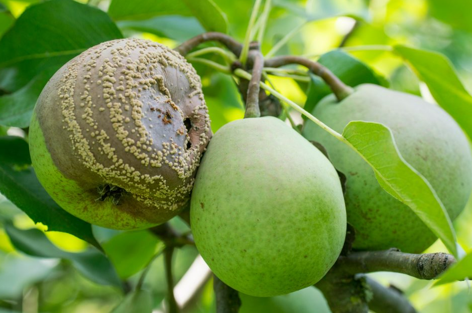 Типичная картина монилиоза на груше