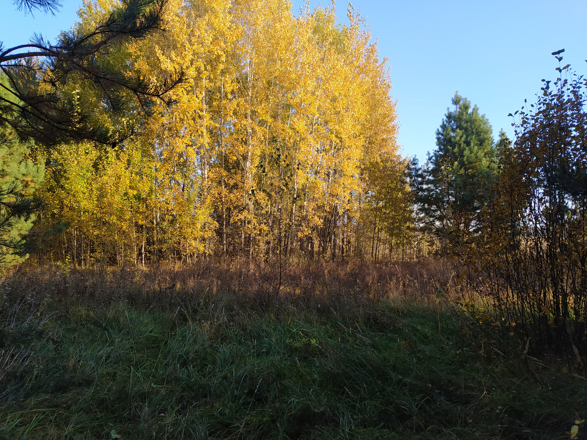 Молодые березки и невысокая растительность