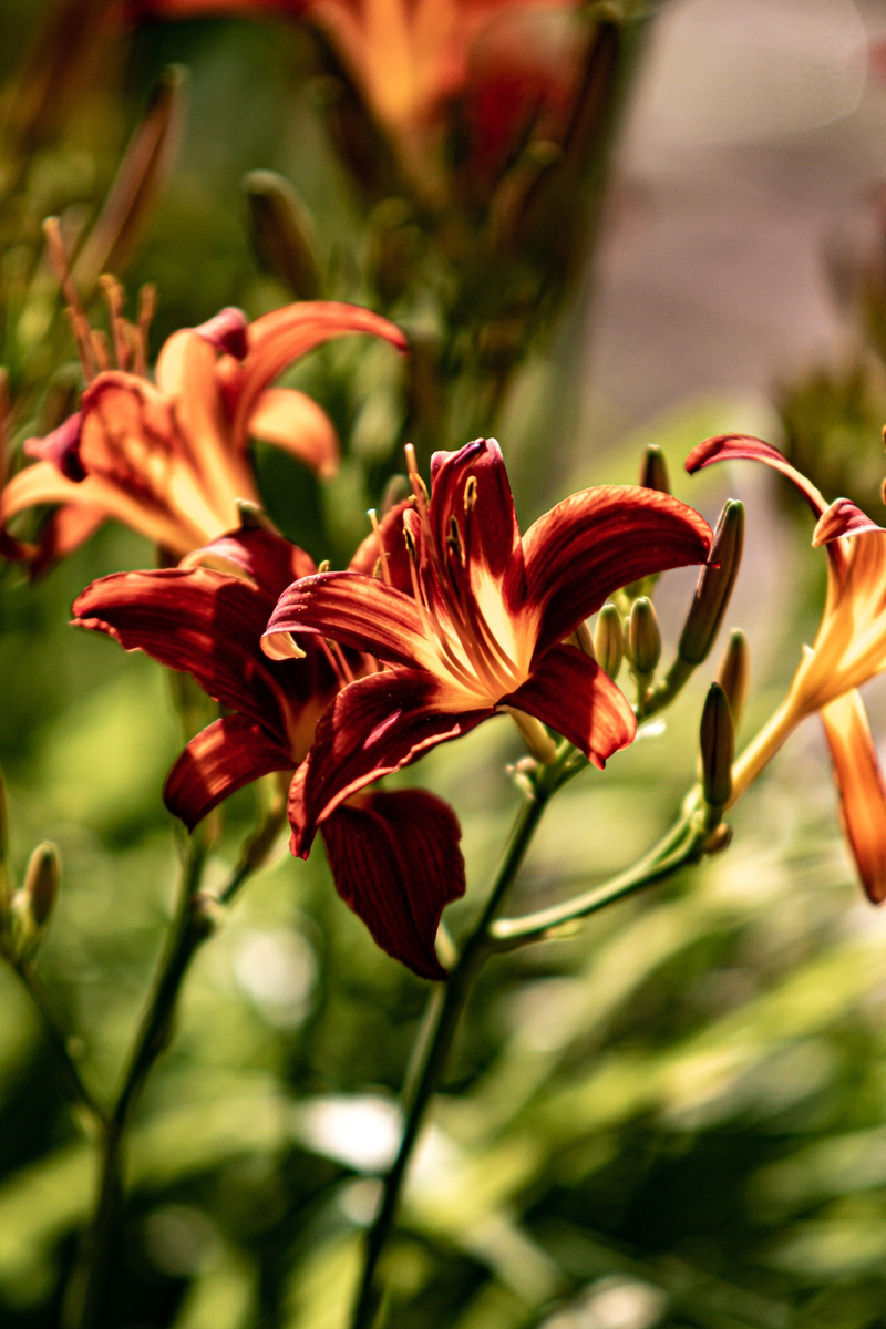 Как видите, лилейник возвышается на стебле без листьев