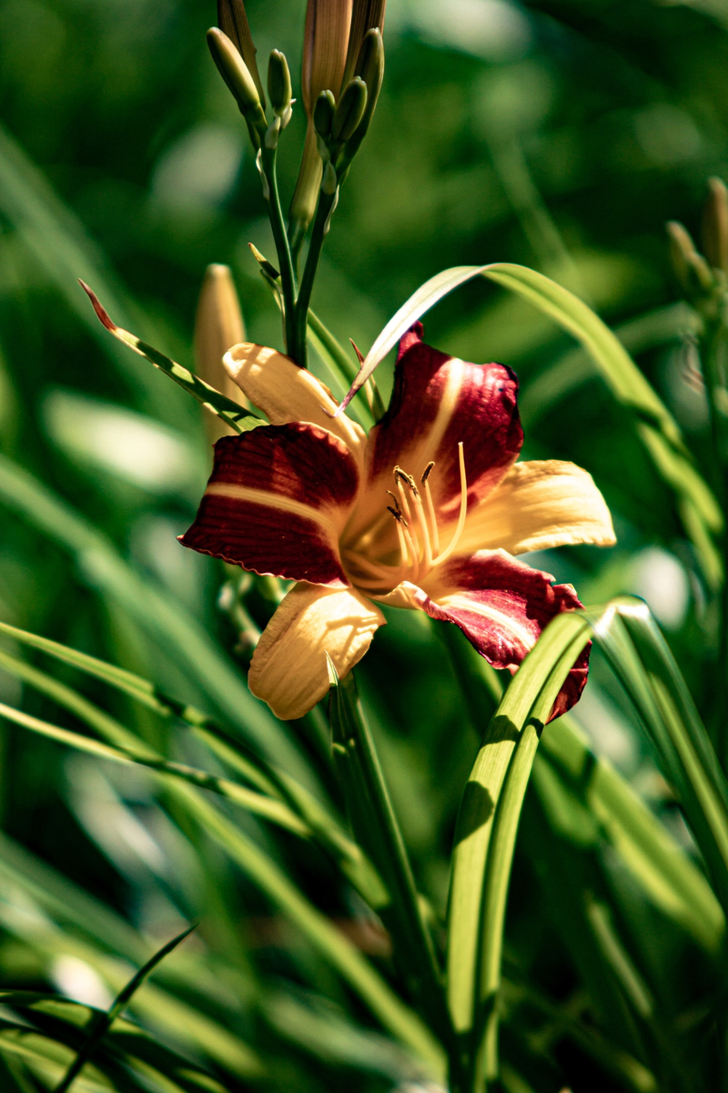 Считаем лепестки и прицветники