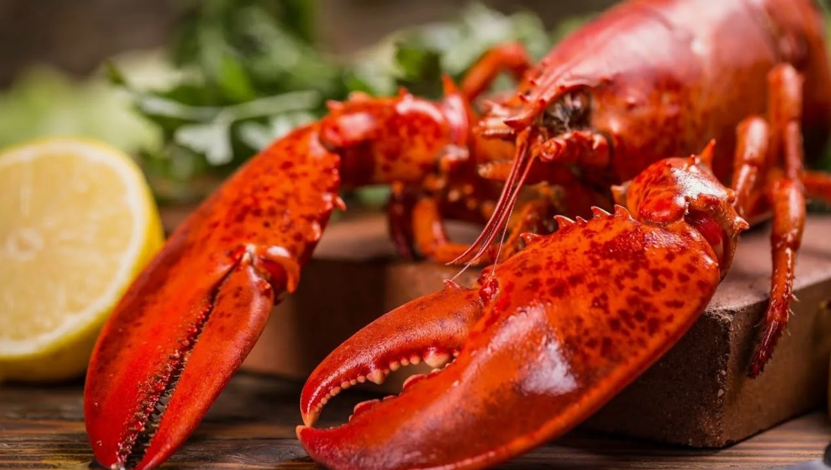 Прежде чем стать изысканным блюдом, этот лобстер проделал долгий и трудный путь по океанскому дну в строю своих сородичей.