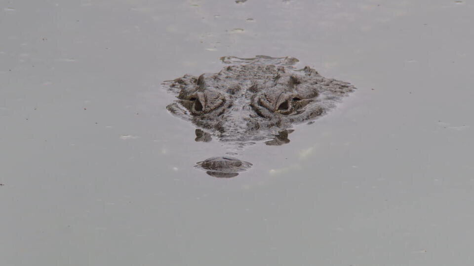 Фото: © Кадр из программы "Как устроен мир", РЕН ТВ