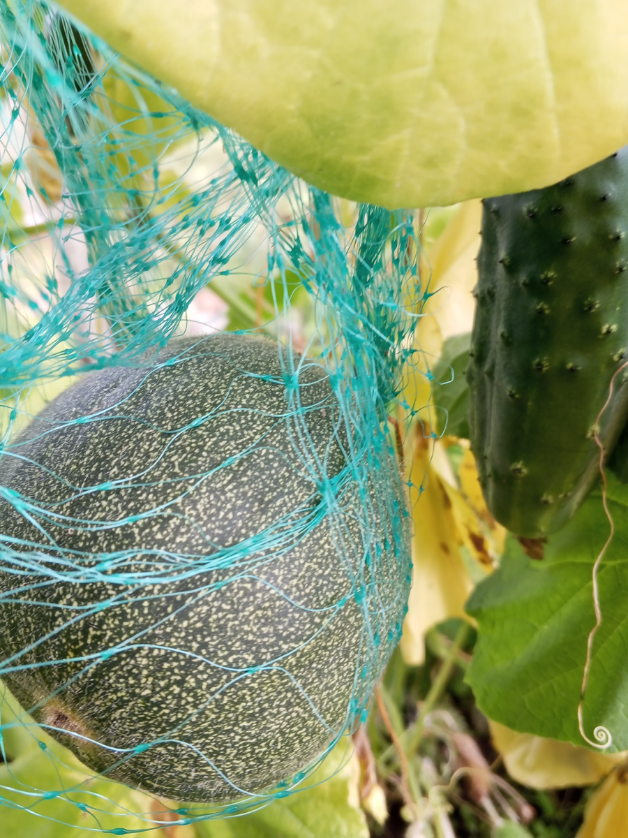 Как я выращиваю сладкие, спелые, сочные дыни