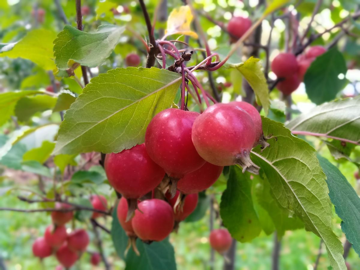 Молодильные яблоки. Фото автора.
