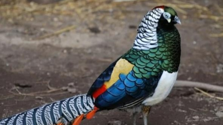 В Брянском зоопарке можно увидеть редкого алмазного фазана