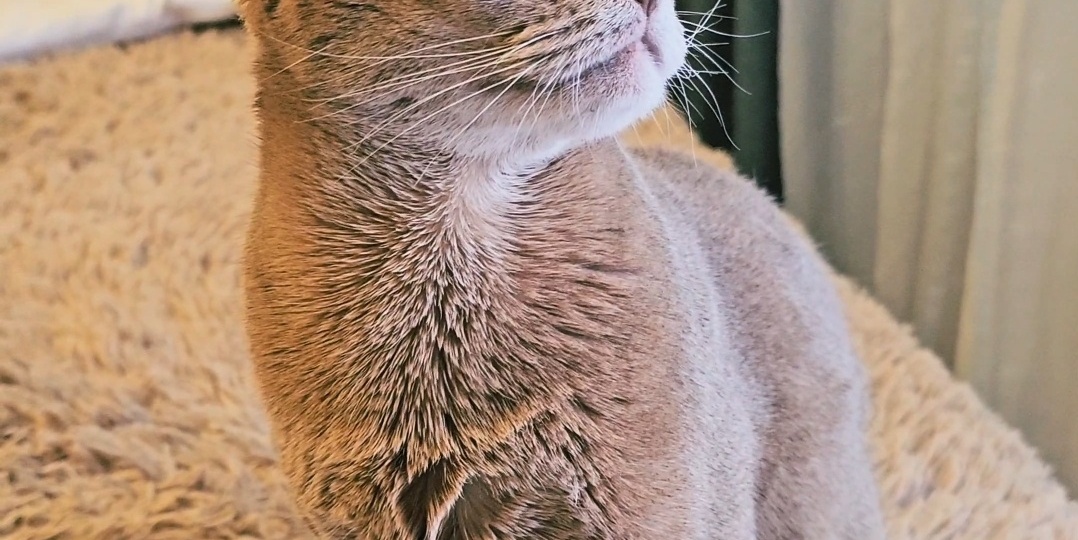 Искусство правильного поглаживания котов и кошек. Как это делать правильно, а когда лучше не трогать, чтобы не испортить с котиком отношения