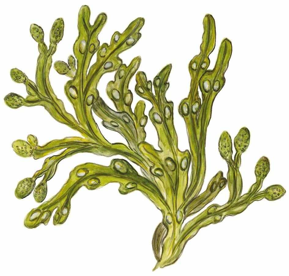 Схематическое изображение фукуса пузырьчатого