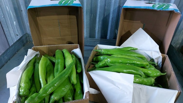    Фото: Национальный центр безопасности рыбной и сельскохозяйственной продукции