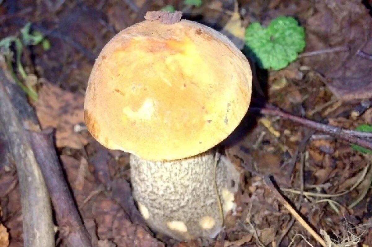    12 сентября в Туле прогнозируют ясную погоду и до +20