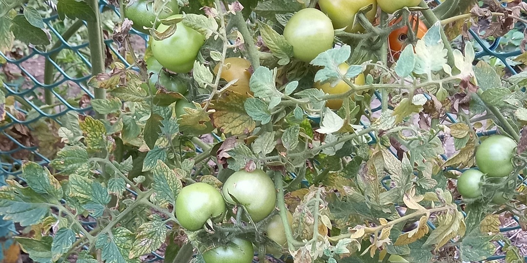 Как вылечить грядку после томатов от фитофторы. Мартышкин труд