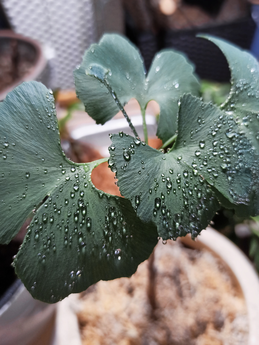 Поверхнсоть покрыта восковым налетом, благодаря ему в ясную погоду на листьях видно отражение голубого неба. 