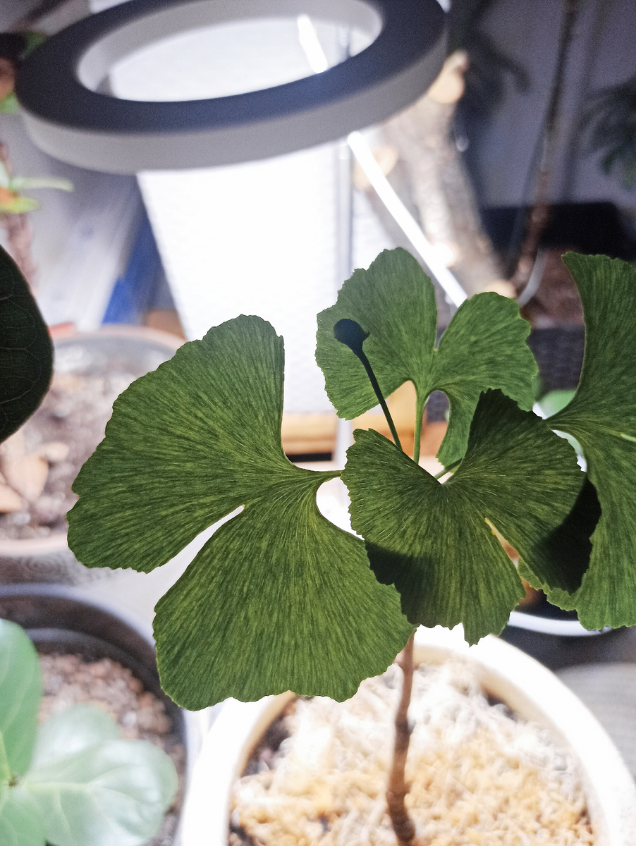 Очень интересно рассматривать листья напросвет. Даже если не знать что такое истинная дихотомия.