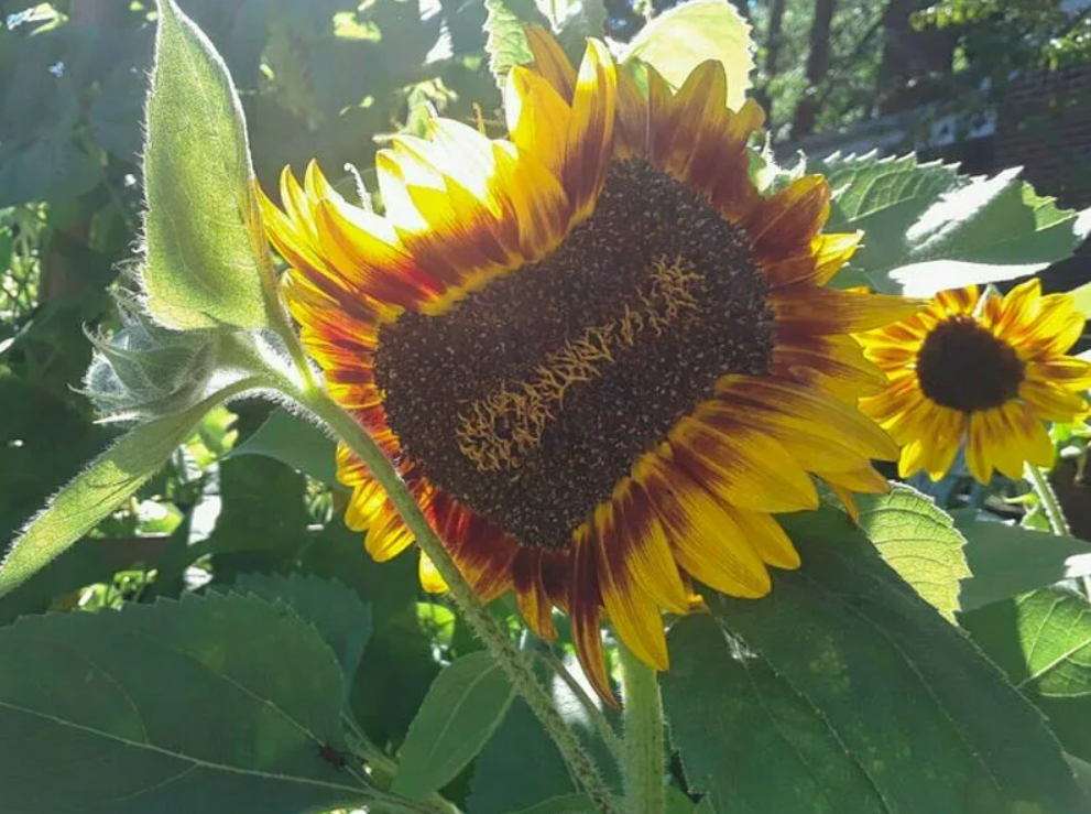 Последствия облучения растений.