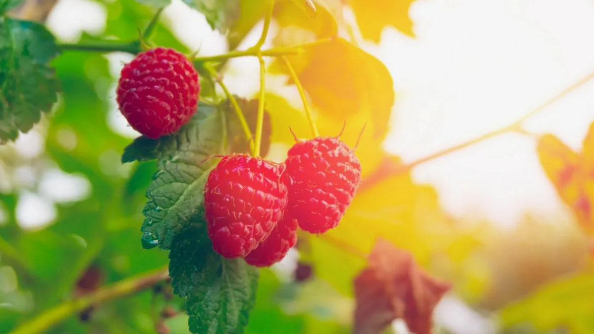 малина осенью