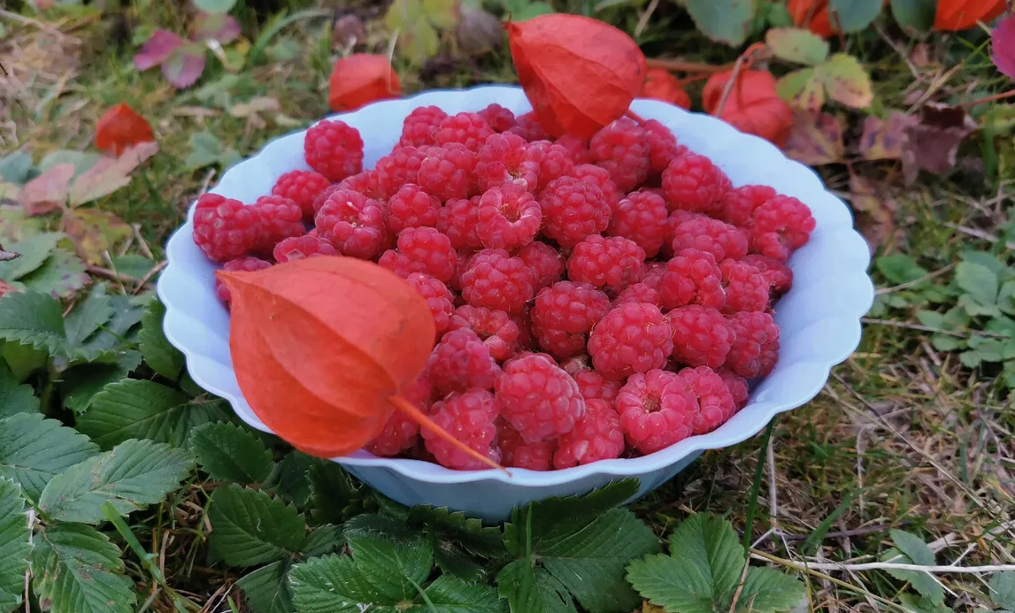 последняя ягода с куста малины