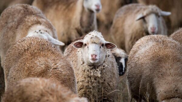    © РИА Новости Крым