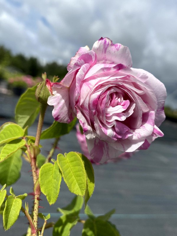 Роза центифолия Вариегата