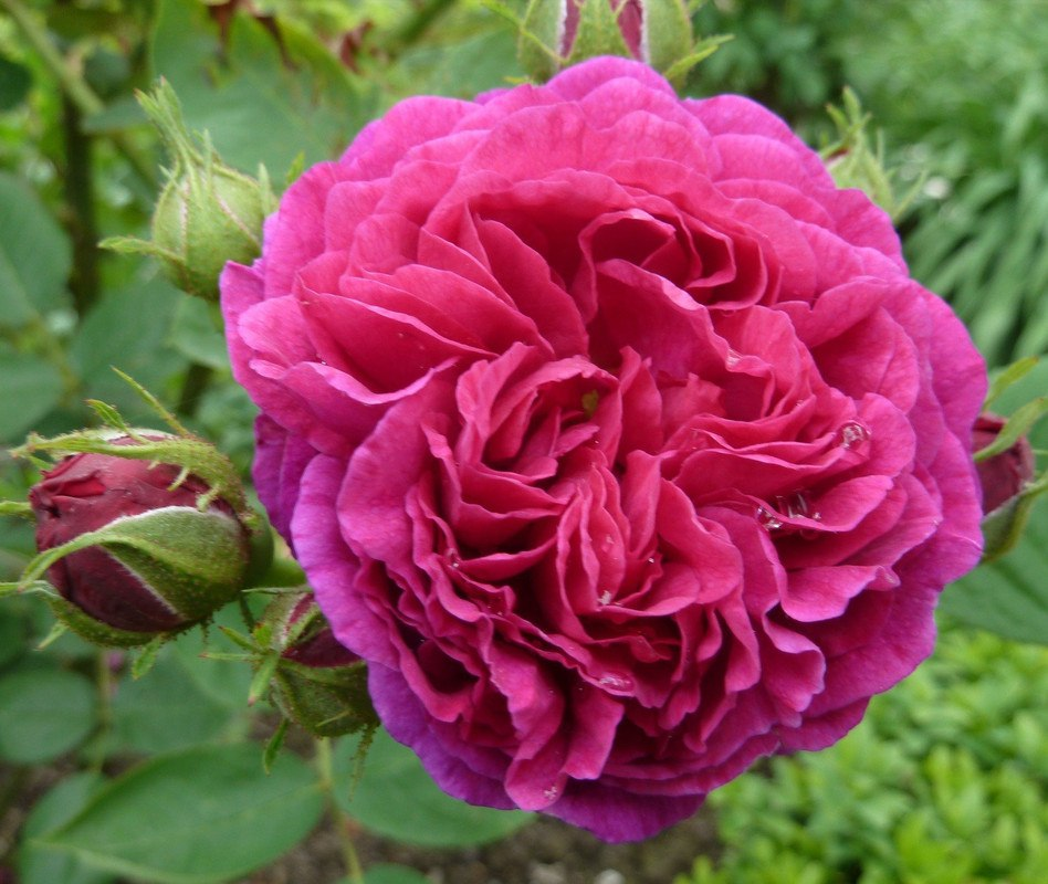 Роза дамасская (Rosa damascena)