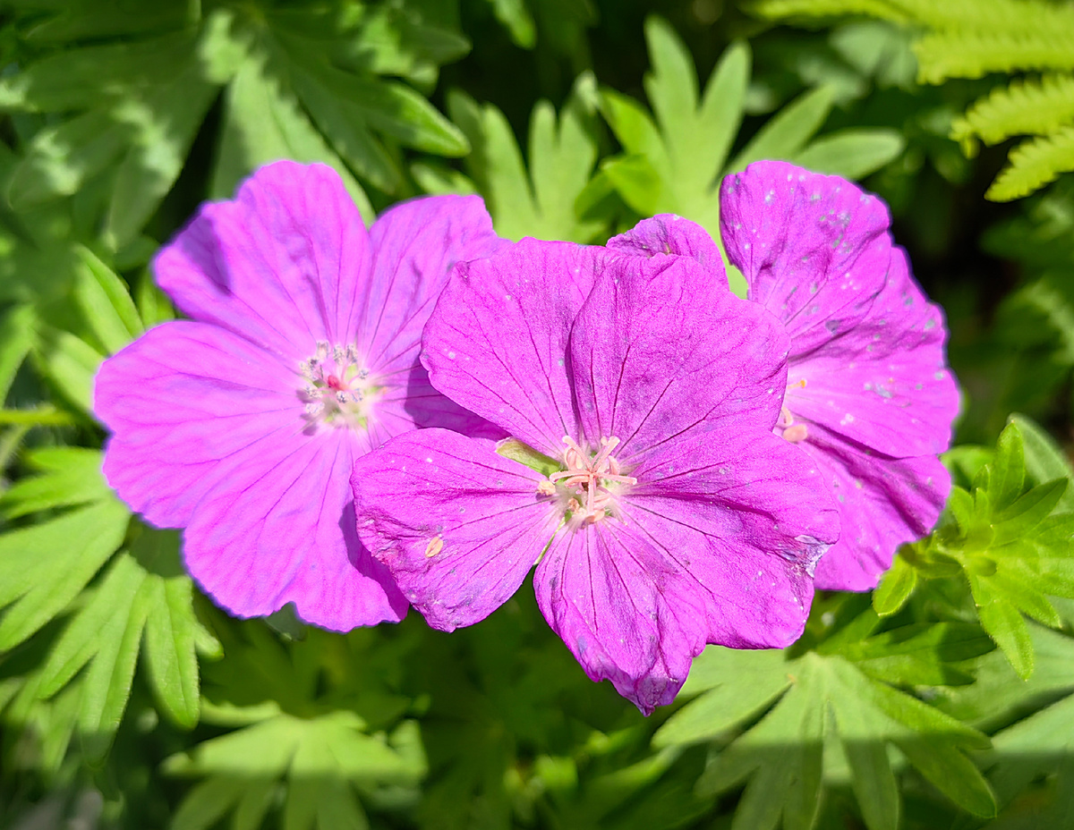 Герань кроваво-красная