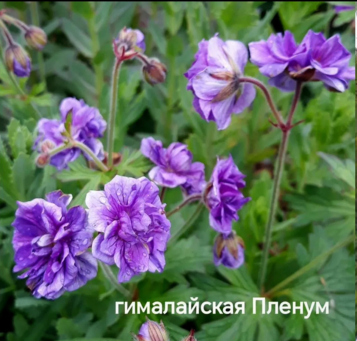 Гималайская "Пленум"