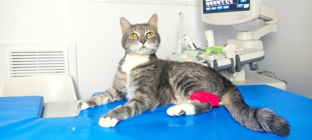 Кеша за полтора месяца до смерти 