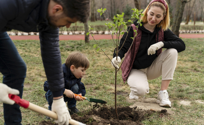    Как посадить дерево: пошаговая инструкция для дачи и двора