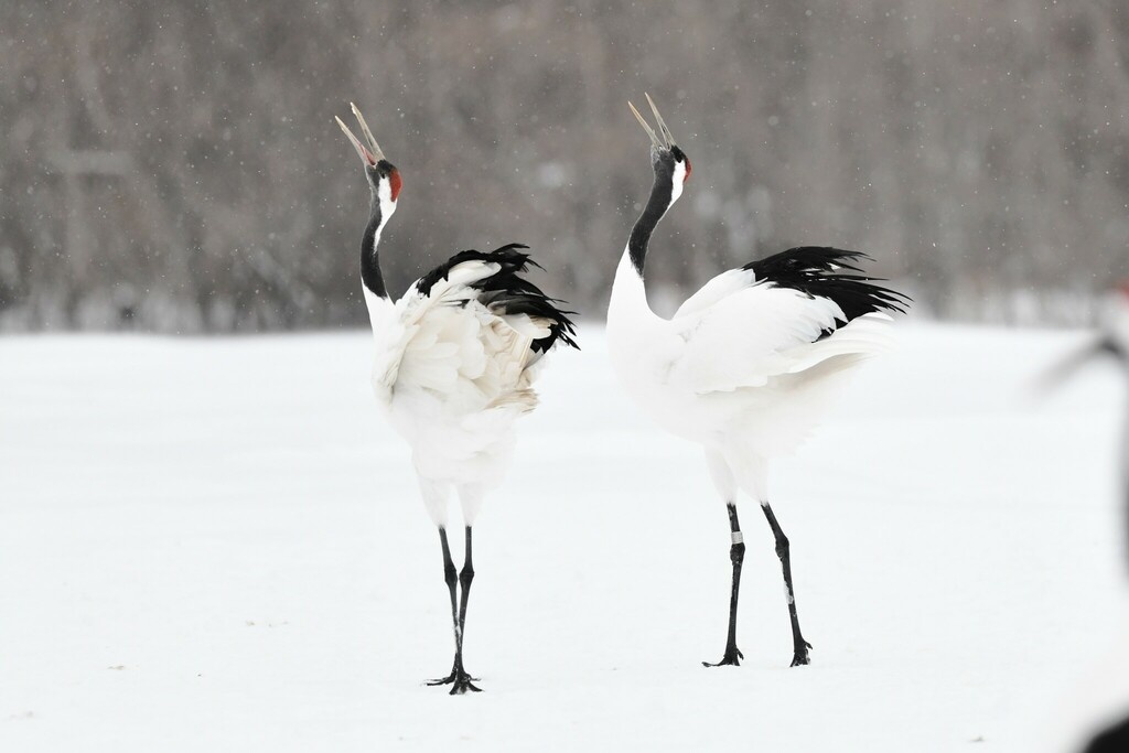 Японский журавль, фото  ytingtsai