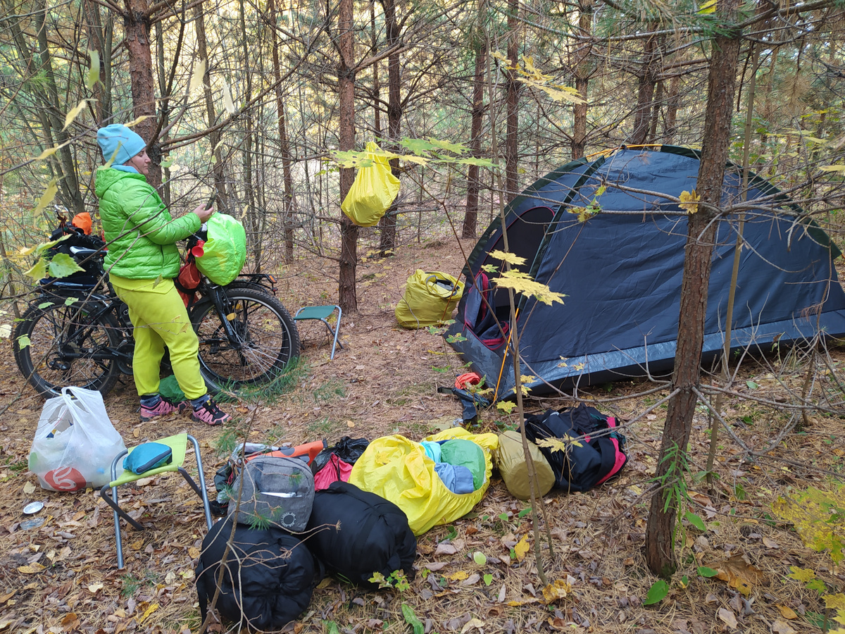 Утро в лесополосе близ пахотного поля