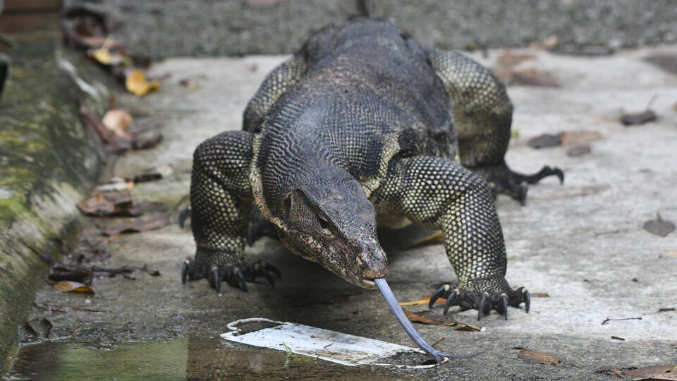 Фото: © www.globallookpress/Then Chih Wey