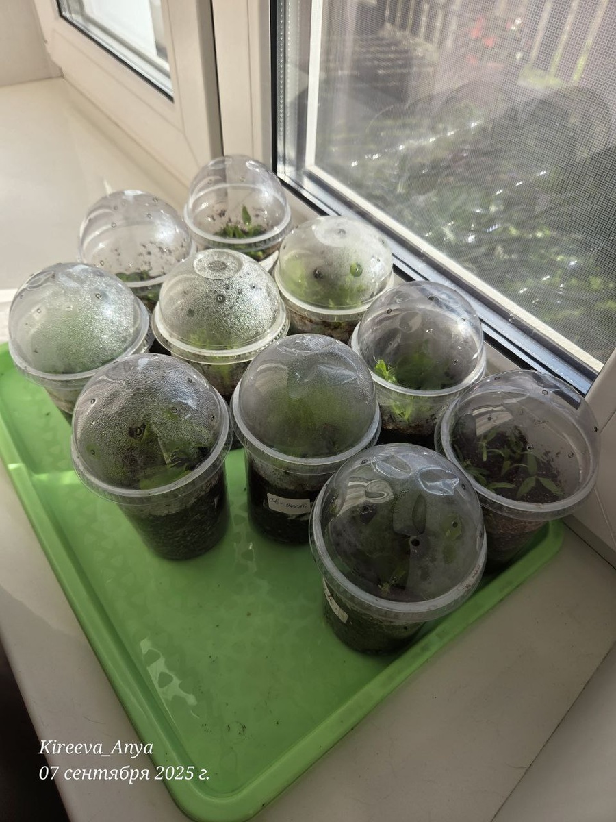 Сразу как начеренковала