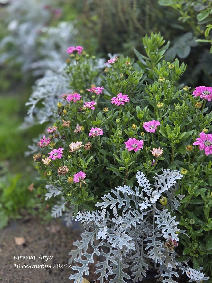 Вот с таких кустов брала черенки остиков