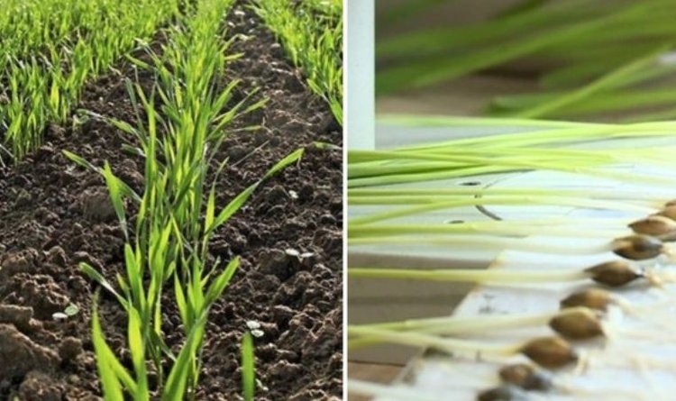    Фото: Филиал ФГБУ «Россельхозцентр» по Ростовской области