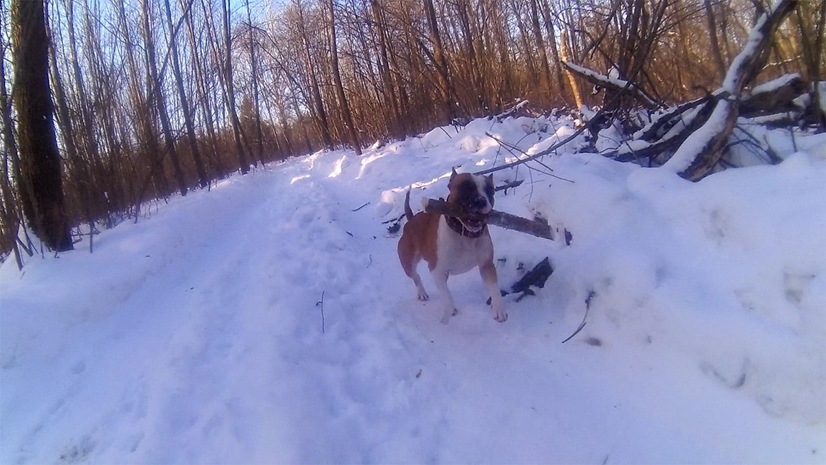 Амстафф Трейси несёт палочку.