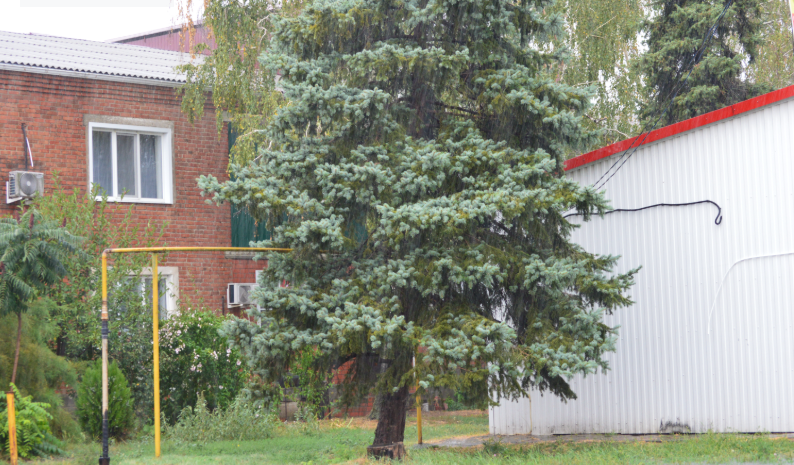 Фото автора. 10.09.2025. В станице после долгого отсутствия идёт дождь.