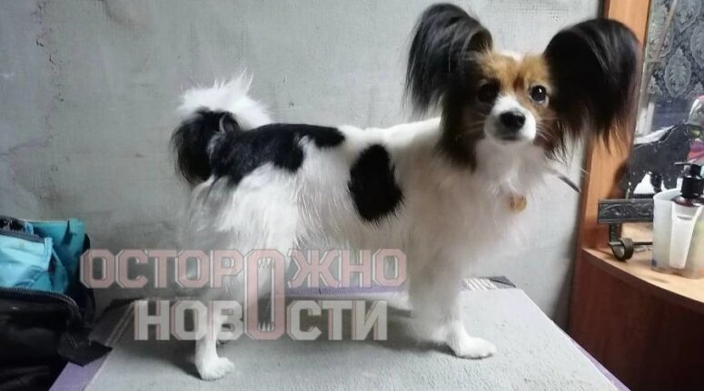    Пропавшая собака Шура. Фото: t.me/ostorozhno_novosti