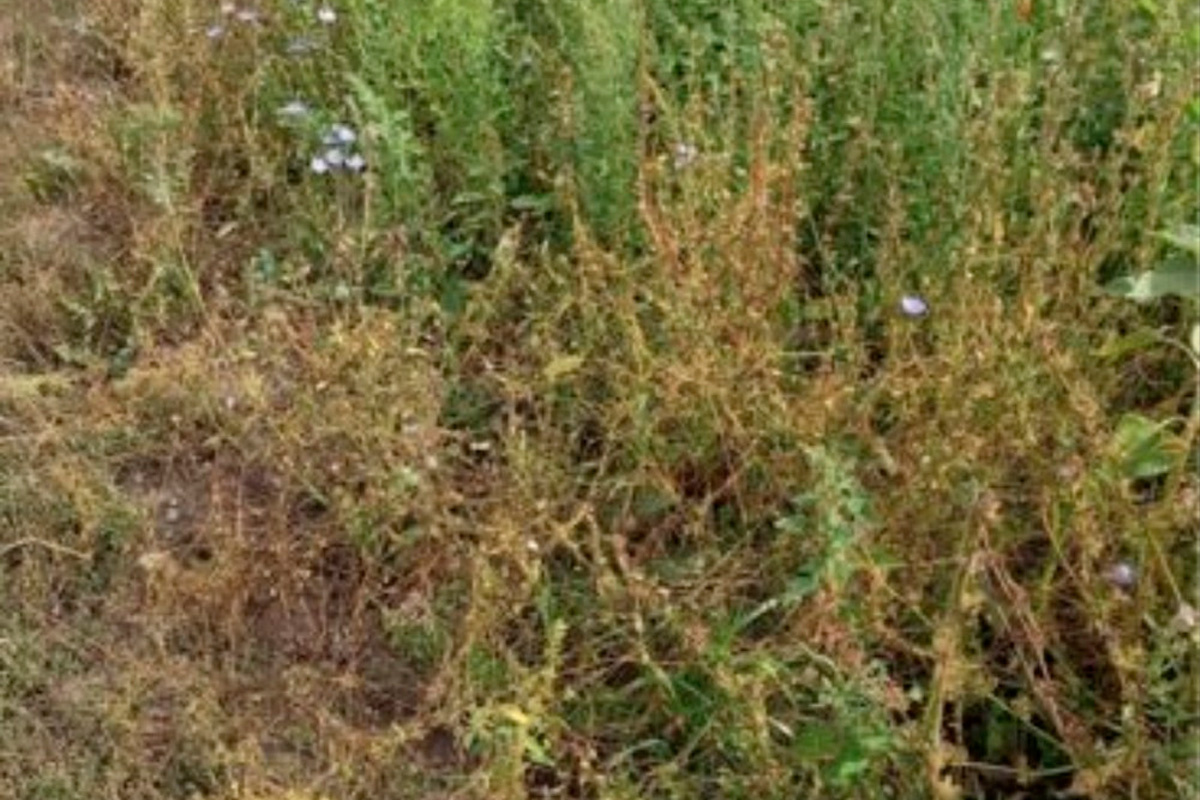    Фото: пресс-служба Россельхознадзора по РМ и Пензенской области