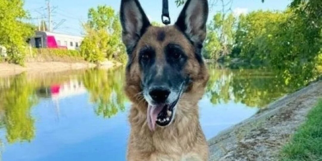 В Крыму ищут хозяев для служебных собак, вышедших на пенсию