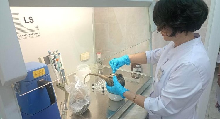    Фото: ФГБУ ЦОК АПК