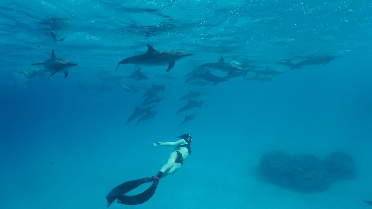 Моя первая встреча со свободными  дельфинами