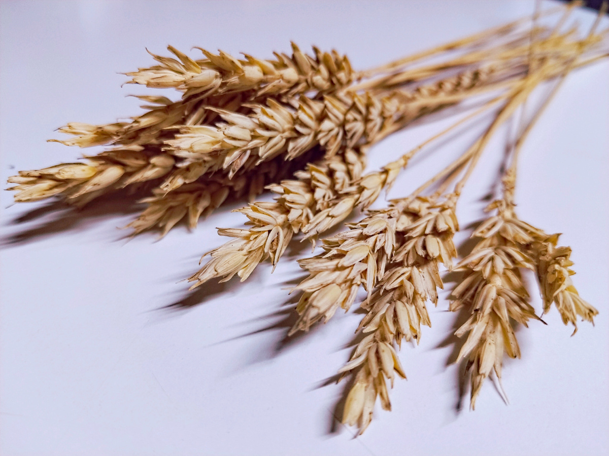 А на фото - символ достатка и процветания. На удачу всем! 💞 