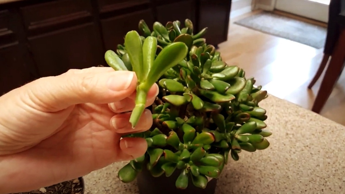 Пересаживаю денежное дерево