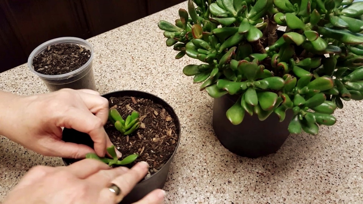 Пересаживаю денежное дерево