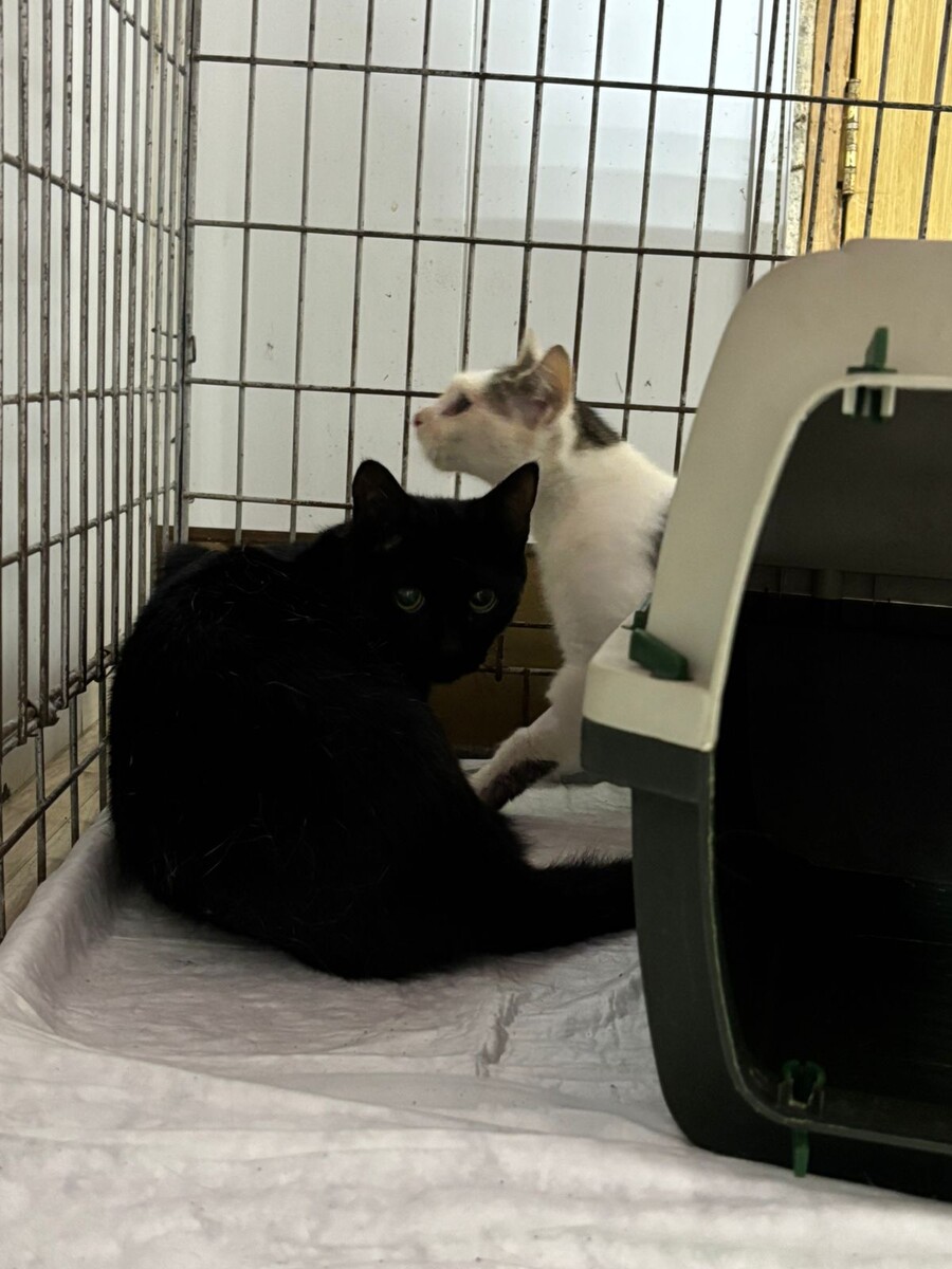 Когда только поймали