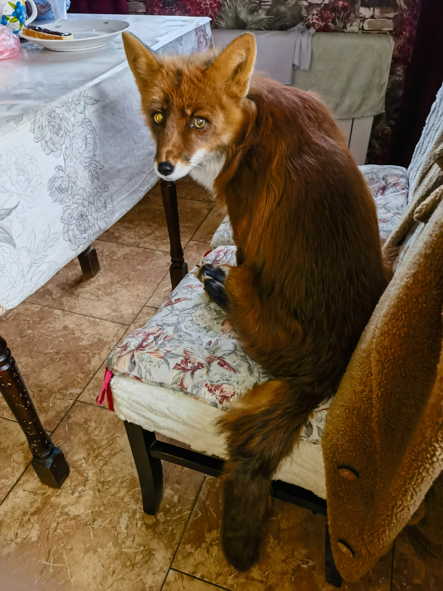 Лис Альф сидит за столом