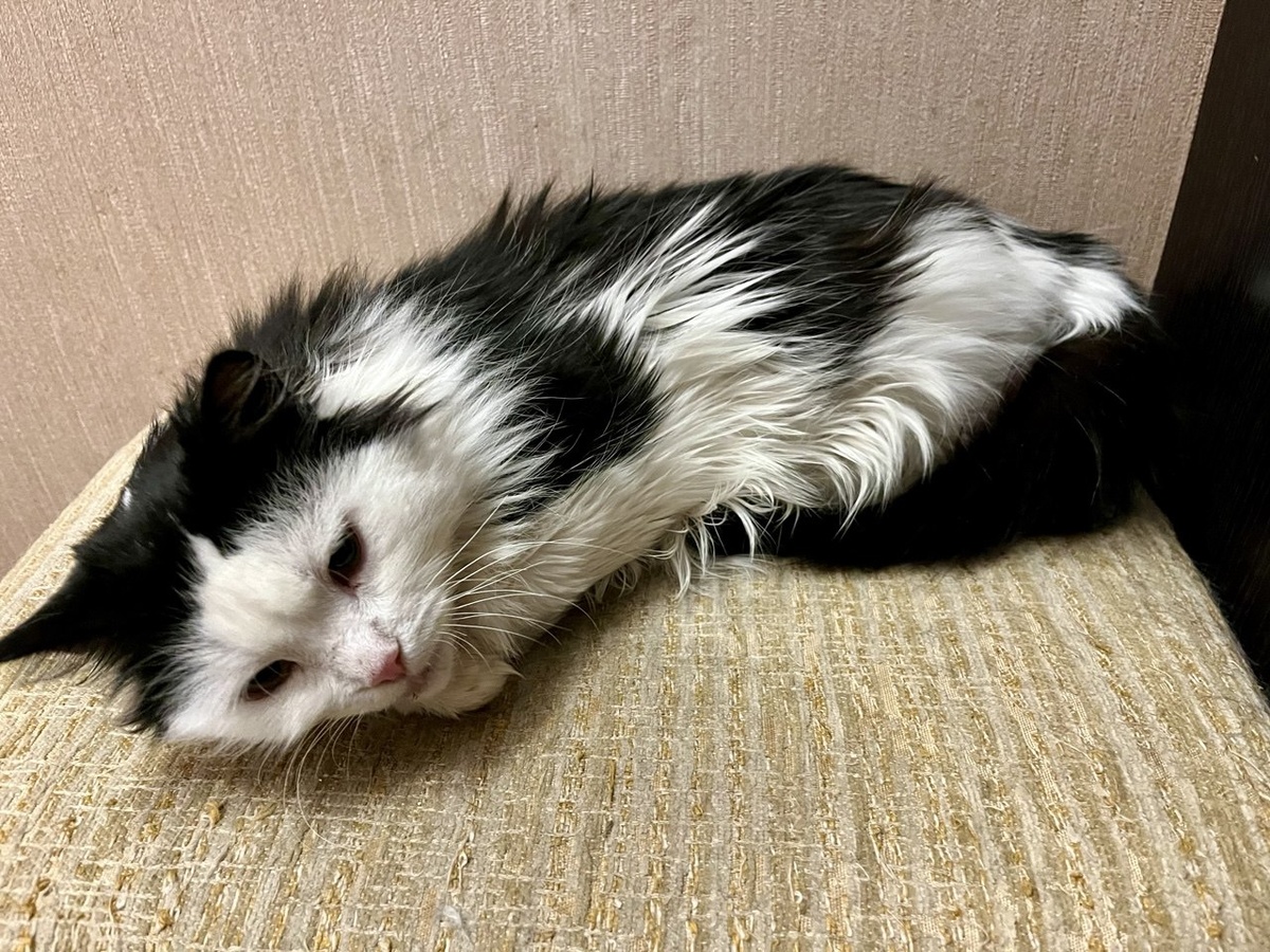 Лизонька 16 декабря 2024 года после прививки. Не очень тогда переносила. Надеюсь, в этот раз будет лучше. Она окрепла дома. Не такая жалкая доходяга стала. 