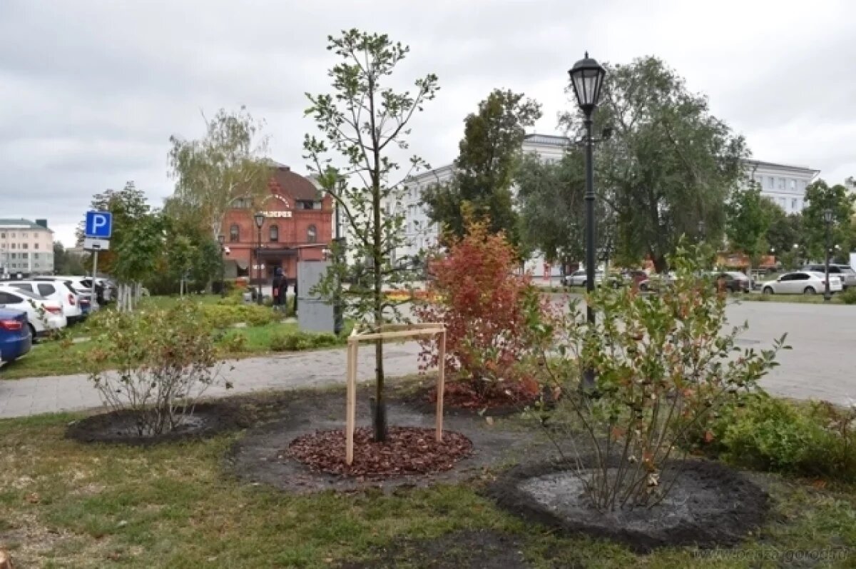    Около 1 000 саженцев деревьев планируют посадить в Пензе в 2025 году
